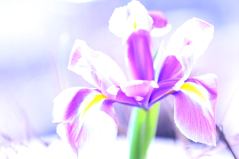 Illustration for article titled Shooting Challenge: Spring Gallery 2
